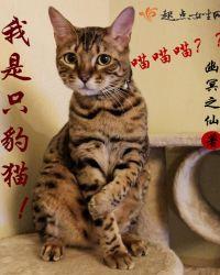 我是只豹猫