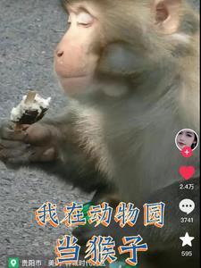 我在动物园当猴子